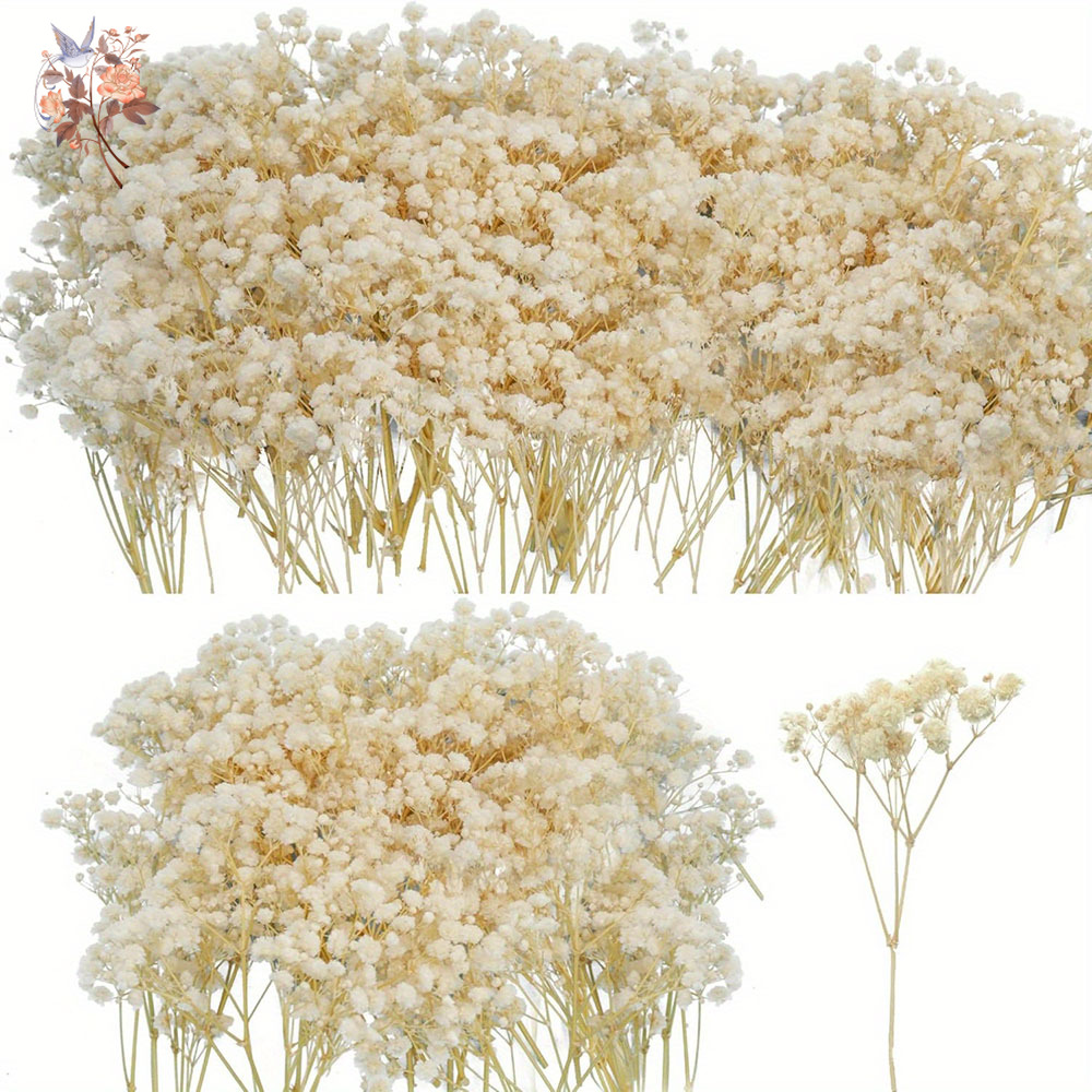 Candle Making Uk - Mini fiore di gypsophila essiccato fai